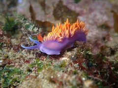 Flabellinopsis iodinea