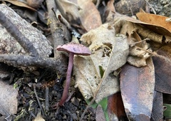 Pseudobaeospora