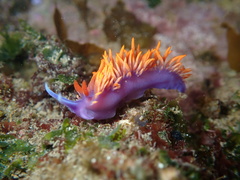 Flabellinopsis iodinea