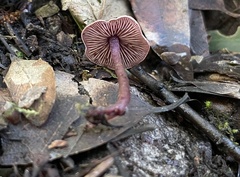 Pseudobaeospora