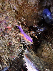 Flabellinopsis iodinea