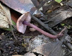 Pseudobaeospora