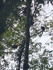 Alouatta seniculus