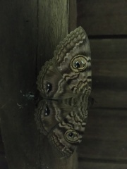 Speiredonia spectans