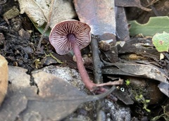 Pseudobaeospora