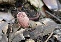 Pseudobaeospora