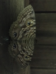 Speiredonia spectans