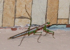 Coptopteryx gayi