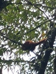 Alouatta seniculus