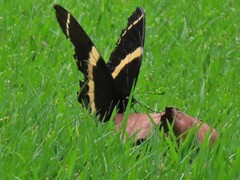 Papilio garamas