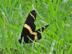 Papilio garamas
