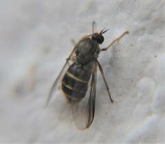 Acroceridae