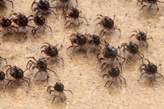 Mictyris longicarpus