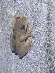 Boana platanera