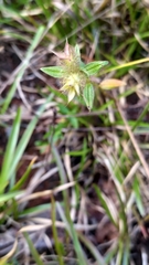 Pterolepis glomerata