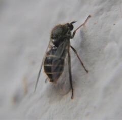 Acroceridae