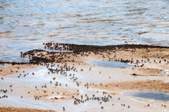 Mictyris longicarpus