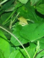 Dendropsophus columbianus