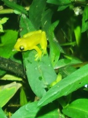 Dendropsophus columbianus