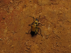 Chauliognathus heros