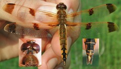 Libellula semifasciata