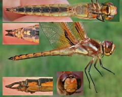 Libellula semifasciata
