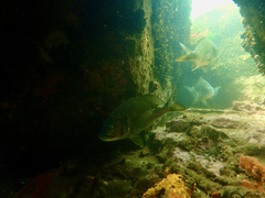 Acanthopagrus butcheri