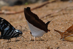 Marpesia zerynthia