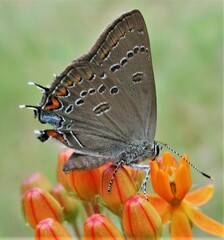 Satyrium edwardsii
