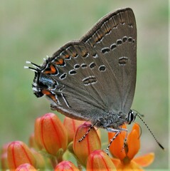 Satyrium edwardsii