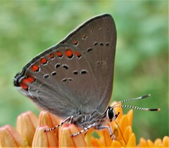 Satyrium titus