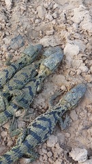 Caiman crocodilus crocodilus