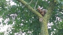 Sciurus carolinensis