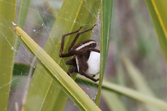 Pisaurina brevipes
