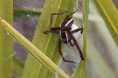 Pisaurina brevipes