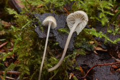Mycena cinerella