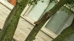 Sciurus carolinensis