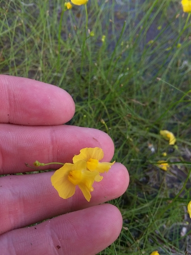 Image of Utricularia striata by (c) Will McFarland, some rights reserved (CC BY)