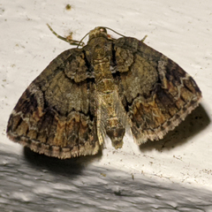 Microdes diplodonta