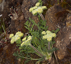 Lomatium dasycarpum dasycarpum