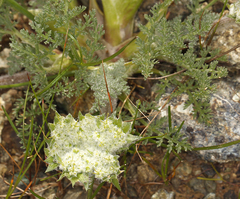Lomatium dasycarpum dasycarpum