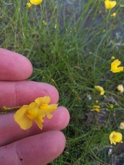 Utricularia striata