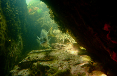 Acanthopagrus butcheri