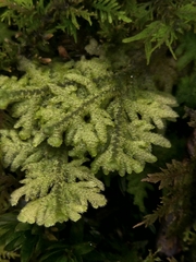 Trichocolea tomentella