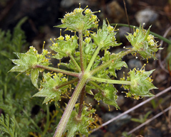 Lomatium dasycarpum dasycarpum