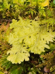 Trichocolea tomentella