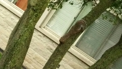 Sciurus carolinensis