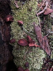 Tubaria punicea