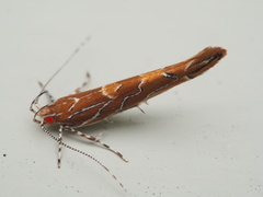 Pyroderces apparitella