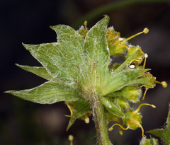 Lomatium dasycarpum dasycarpum